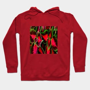 PRETTY AND COLORFUL DECORATIVES PLANTS Hoodie